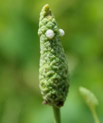 Image result for Sphenoclea zeylanica