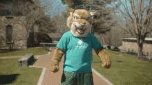 The scream during the attack is straight out of the blair witch project! Bobcat Gifs Tenor