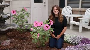 Low maintenance and easy to grow. Planting Some Gorgeous Hibiscus Garden Answer Youtube