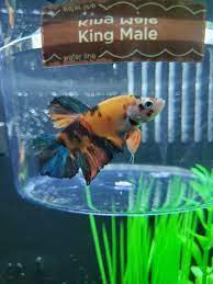 The giant betta fighting fish is a biggest betta fish version of the regular cockerels. New King Betta Koi Betta Fish Forum