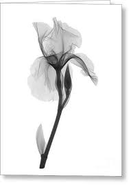 Resultado De Imagem Para Magnolia X Ray Krasivye Tatuirovki Irisy Tatuirovka Cvety