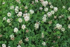 Getting rid of clover without using any chemical is a preferred way to maintain your yard. How To Get Rid Of Clover In Your Lawn Lawnscience Lawn Care Franchise