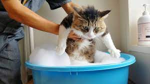 I washed Boss cat. 