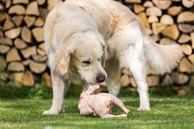 Can Dogs Eat Raw Chicken Bones Meat Or Organs Eating Raw Chicken Can Dogs Eat Chicken For Dogs