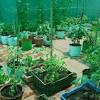 Chennai family harvests 300 bags of veggies via oxygen chamber. 3