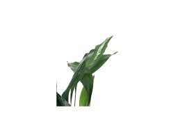 Image result for Kořenokvětka Aspidistra