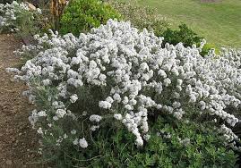 Image result for Eriocephalus racemosus