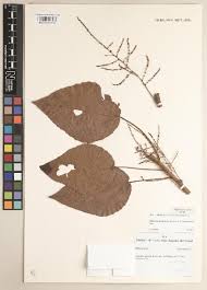 Image result for Alchornea hirtella