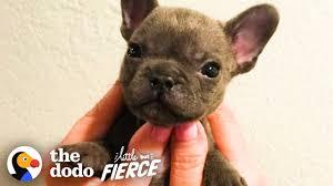First, the french pitbull is an intriguing mix of two dog breeds. Watch This Sassy Cleft Palate Puppy Argue With His Mom The Dodo Little But Fierce Youtube