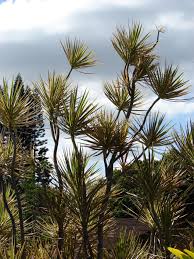 Image result for Dracaena laxissima