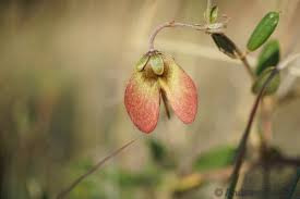 Image result for Sphedamnocarpus pruriens