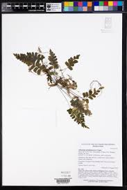 Image result for Adiantum mendoncae
