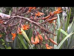 We did not find results for: New Zealand Non Native Plant Jerusalem Cherry Youtube