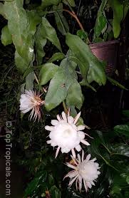 Image result for Oxypetalum