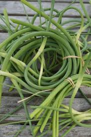 What S The Difference Between Green Garlic And Garlic Scapes Garlic Scapes Green Garlic Garlic