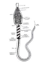 Superordinate to the p&id is the process flow diagram (pfd). Diagram Of Sperm Fusebox And Wiring Diagram Wires Craft Wires Craft Menomascus It