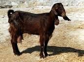 Damascus goats | CABI Compendium