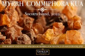 Image result for Commiphora kua