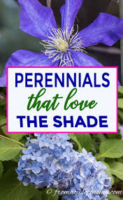 Full shade perennial flowering plants for shade. Shade Loving Plants Gorgeous Perennials Shrubs Vines And Annuals That Love The Shade Gardening From House To Home Shade Loving Shrubs Shade Garden Shade Garden Plants