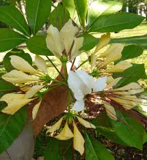 Image result for Crateva