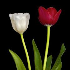 Va En La E De Extraordinario Megaplush Tulips Tulips Flowers Flowers