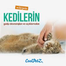 Kediler Neden Bacaklarimiza Surtunur Kediler Neden Nefesimizi Koklar Kedinizi Yaparken Gordugunuz Fakat Anlam Veremediginiz Davranislari Cats Animals Hamster