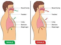 Jul 14, 2021 · how to deal with trapped wind in chest. Stay At Home Science Distance Learning