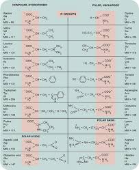 Amino Acids Chart Chemistry Ciencias Quimica