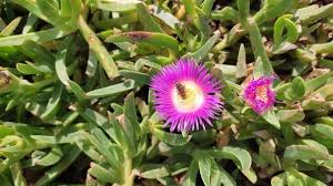 Image result for Carpobrotus