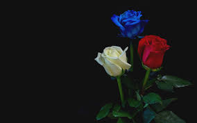 Red white and blue flowers wallpaper. Desktop Wallpaper Blue Red White Roses Flowers Hd Image Picture Background C33a1b