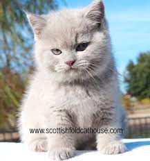 Scottish Fold Straight Lilac Kitten Scottish Fold Kittens Scottish Fold Munchkin Cat