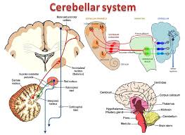 Image result for Cerebellar Function Test