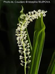 Image result for Liparis