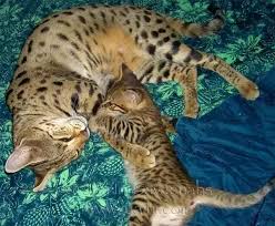 Are you looking for a quality serval kitten for sale? Are Purebred Savannah Cats A Good Investment To Breed Quora