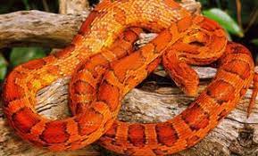 Non Venomous Snakes In Florida Racer Snakes And Rat Snakes Corn Snake Rat Snake Snake