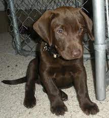 You should also make sure that the puppy gets plenty of freshwaters and feeds are made on a schedule. Puppy To Come Soon Chocolate Lab Puppies Chocolate Lab Puppies