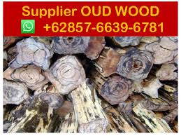 木, wood, wine, roots, ed wood, cassava, firewood, joystick, woodlouse, teak wood. Gaharu Indonesia Suppliers 62 857 6639 6781 Indonesia Gaharu K