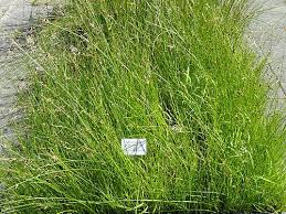 Image result for Schoenoplectus sp.no.3