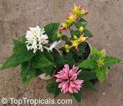 Image result for Justicia sp. A cf. engleriana