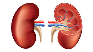 It happens when healthy cells in one or both kidneys grow out of control and form a lump (called a tumor). Renal Cell Cancer Causes Symptoms And Diagnosis