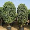 Indoor trees for green thumbs, beginners, and every plant parent in between. 3