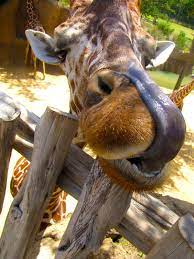 Giraffe Tongue On Tumblr Giraffe Giraffe Pictures Giraffe Photos