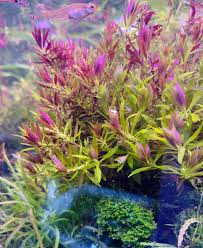 Image result for Limnophila