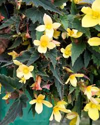 Image result for Begonia meyeri-johannis