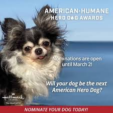 48 upcoming bollywood movies of 2021 _ upcoming bollywood movies 2021 trailers,box office collection. Is Your Dog A Hero To You Nominations Open For The 2021 American Humane Hero Dog Awards The Dogington Post