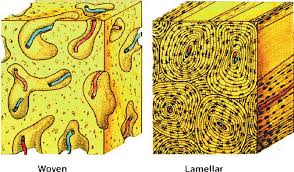 Hello guys, i'm trying to find the bone matrix to create a little aimbot (for learning purpose), but i can't find the offset for bone matrix i'm working on csgo, i watched a tutorial for css : Http Link Springer Com Content Pdf 10 1007 2f978 1 59745 347 9 Pdf