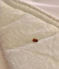 Call us now to get peace of mind & your free quote! Dead Bed Bug Picture Of Days Hotel By Wyndham Buffalo Airport Cheektowaga Tripadvisor