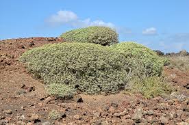 Image result for Euphorbia distinctissima