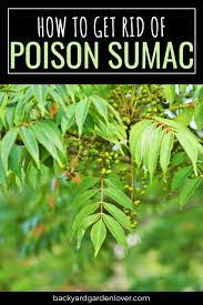 Besides clothing, the oil from poison ivy, oak, and sumac can stick to many surfaces, including gardening tools, golf clubs, leashes and even a pet's fur. How To Get Rid Of Poison Sumac For Good