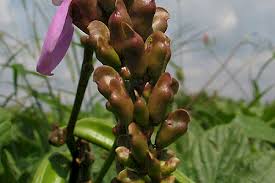 Image result for Canavalia africana